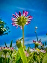 Gorgeous flower viewed from ground with pink and white petals against a blue sky