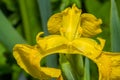 Gorgeous flower yellow iris-Iris pseudacorus