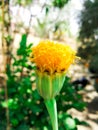 GORGEOUS FLOWER OF YELLOW AND ORANGE