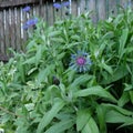 Gorgeous flowering bachelor`s button plant blooming. Purple flower of a mountain cornflower