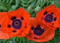 Gorgeous Flowering Orange Oriental Poppies in Bloom