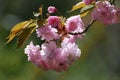 Gorgeous Flowering Pink Cherry Blossom Royalty Free Stock Photo