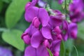 Gorgeous Flowering Pink Sweet Pea Flower Blossoms Royalty Free Stock Photo