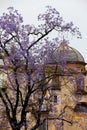 Gorgeous flowering of a tree, lilac