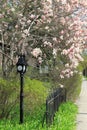 Gorgeous flowering tree in unkempt garden