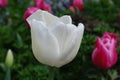 Gorgeous Flowering White Tulip Flower Blossom Royalty Free Stock Photo