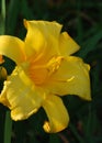 Gorgeous Flowering Yellow Daylily Blooming in a Garden