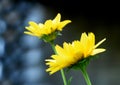 Gorgeous Flowering Yellow False Sunflower Blossom in a Garden