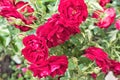 Gorgeous bush of red roses close-up in sunlight.