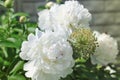 Gorgeous flowers in the garden. White peonies