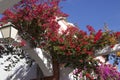 Gorgeous flowers of Puerto de Mogan, Gran Canaria, Canary islands Royalty Free Stock Photo