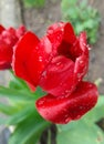 Gorgeous flowers after rain, wet tulip petals with water drops, spring flowers after rain Royalty Free Stock Photo