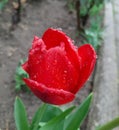 Gorgeous flowers after rain, wet tulip petals with water drops, spring flowers after rain