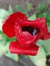 Gorgeous flowers after rain, wet tulip petals with water drops, spring flowers after rain