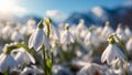 petal spring flowers snow beautiful decoration flora season