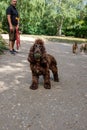 A gorgeous fluffy dog carrying his favourite toy, Hampstead heath park