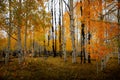 Gorgeous forest of birch and aspen trees with bright vivid autumn leaf color during the day