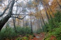 Gorgeous forest in Hecho Valley, Aragonese pyrenees, Huesca province, Spain Royalty Free Stock Photo