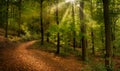 Gorgeous forest scenery with rays of sunlight