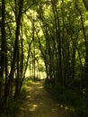 Gorgeous forrest leading to ocean