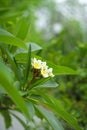 Gorgeous Frangipani Flower