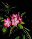 The gorgeous Frangipani flower at night