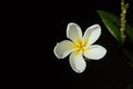 Gorgeous frangipani flower, over black background. Fresh-picked during a rain shower