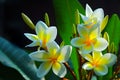 Gorgeous Frangipani Flowers Royalty Free Stock Photo