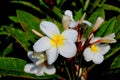 Gorgeous Frangipani Plumeria