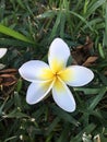 A gorgeous frangipani settled on some grass