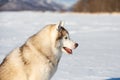 Gorgeous, free and happy siberian Husky dog sitting on the snow in winter forest on sunny day on mountain background