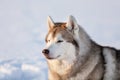 Gorgeous, free and happy siberian Husky dog sitting on the snow in winter forest at sunset