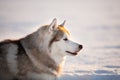 Gorgeous, free and happy siberian Husky dog sitting on the snow in winter forest at sunset