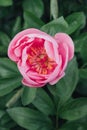 Gorgeous fresh  pink peony flower in full bloom, close up Royalty Free Stock Photo