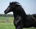 Gorgeous friesian stallion with long mane running on pasturage Royalty Free Stock Photo