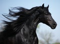 Gorgeous friesian stallion with long mane running on pasturage Royalty Free Stock Photo