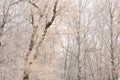 Gorgeous frost on the trees