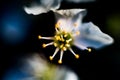 Pistil and stamens after fertilization