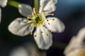 Pistil and stamens after fertilization