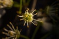 Pistil and stamens after fertilization