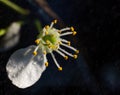 Pistil and stamens after fertilization