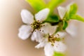 Pistil and stamens after fertilization