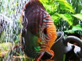 Gorgeous full grown tribal body markings male discus fish with beautiful orange white striped face and amazing pretty markings Royalty Free Stock Photo