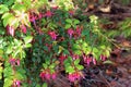 Gorgeous Fushia plant in bloom late October