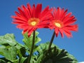 Gorgeous Gerberas Royalty Free Stock Photo