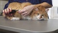 Gorgeous ginger cat having his claws cut by a professional vet Royalty Free Stock Photo