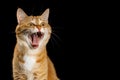 Gorgeous Ginger Cat on Isolated Black background