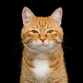 Gorgeous Ginger Cat on Isolated Black background Royalty Free Stock Photo