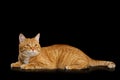 Gorgeous Ginger Cat on Isolated Black background Royalty Free Stock Photo