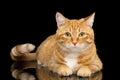 Gorgeous Ginger Cat on Isolated Black background Royalty Free Stock Photo